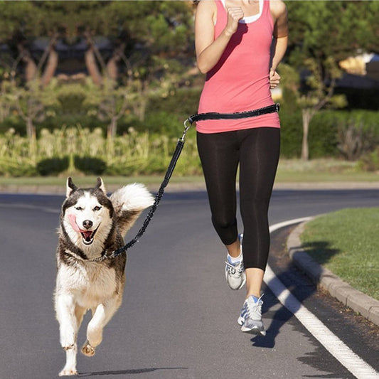 Jogging Leash & Harness