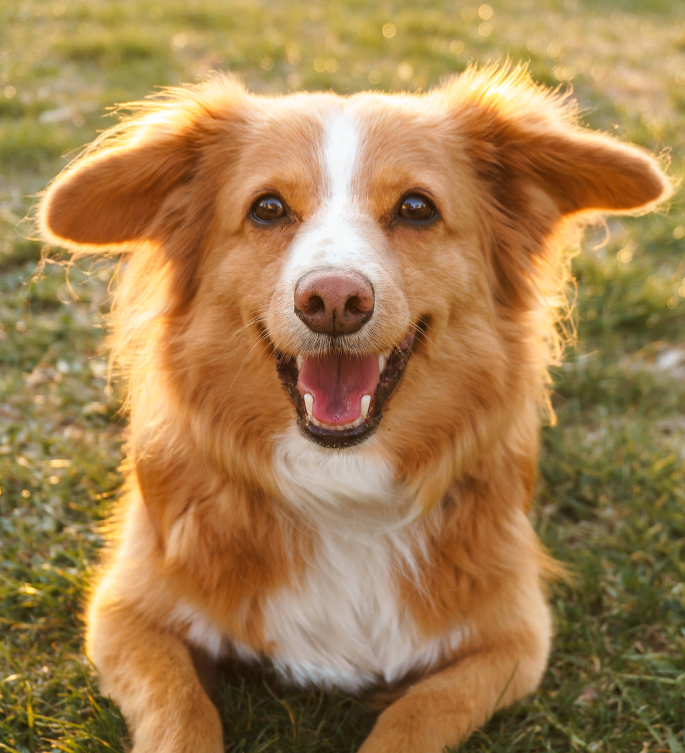 HONDEN