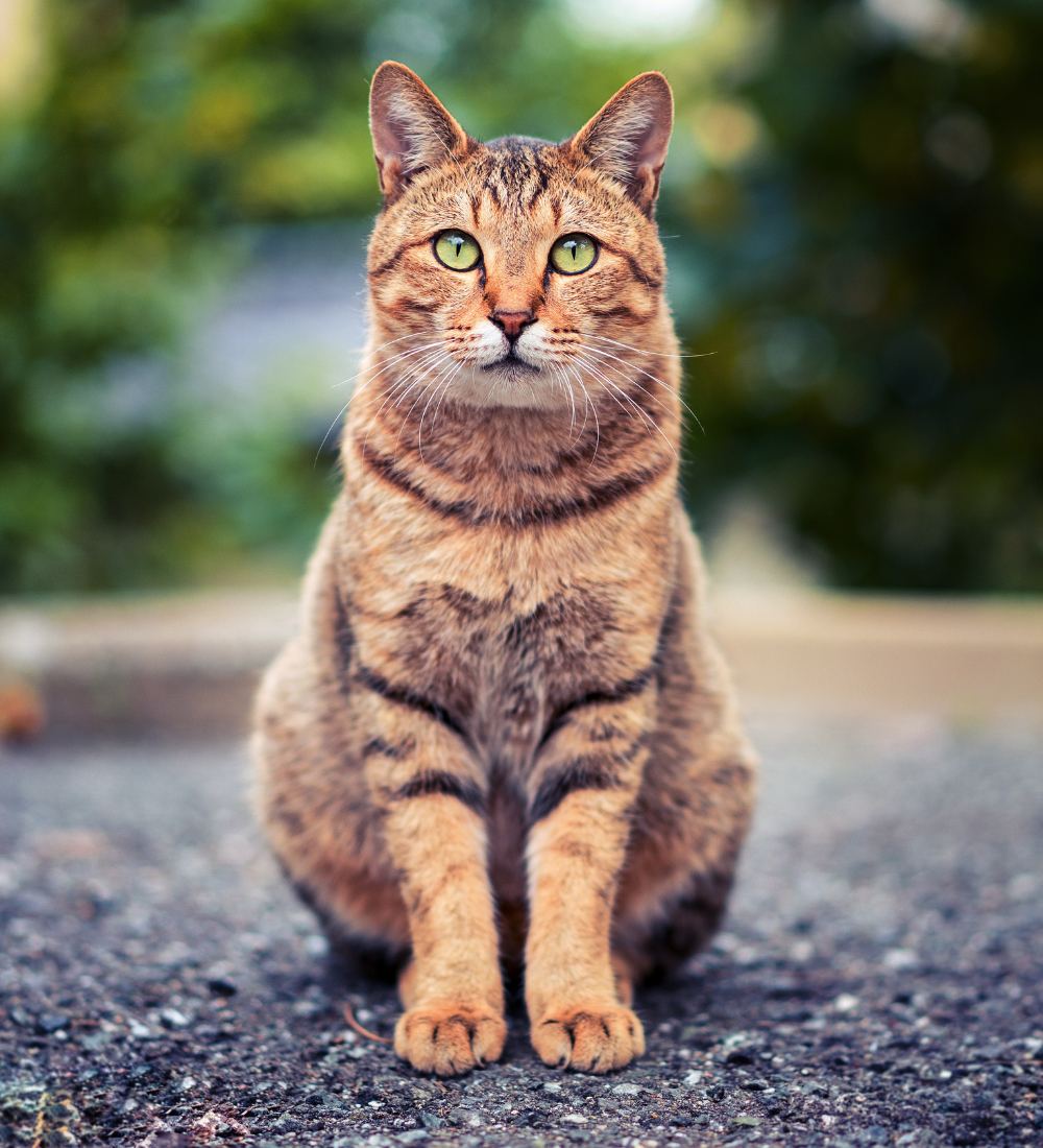KATTEN