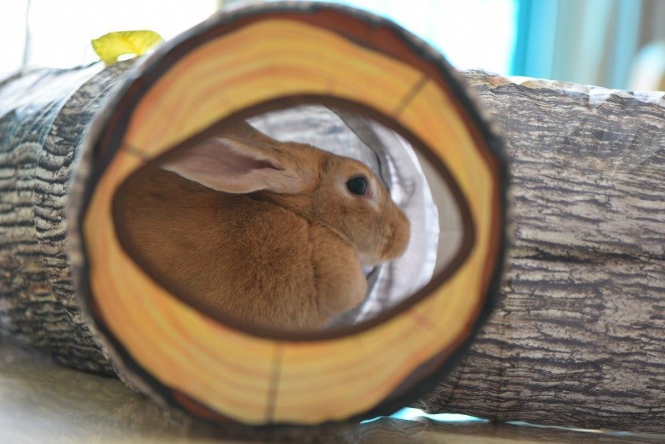 Boompatroon Tunnel – Speeltunnel voor Katten & Kleine Honden