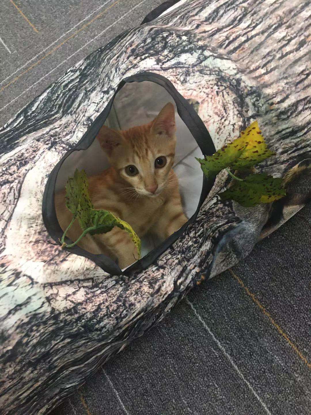 Boompatroon Tunnel – Speeltunnel voor Katten & Kleine Honden